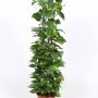 Epipremnum 'Aureum' 100-125 cm